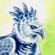 Harpy Eagle